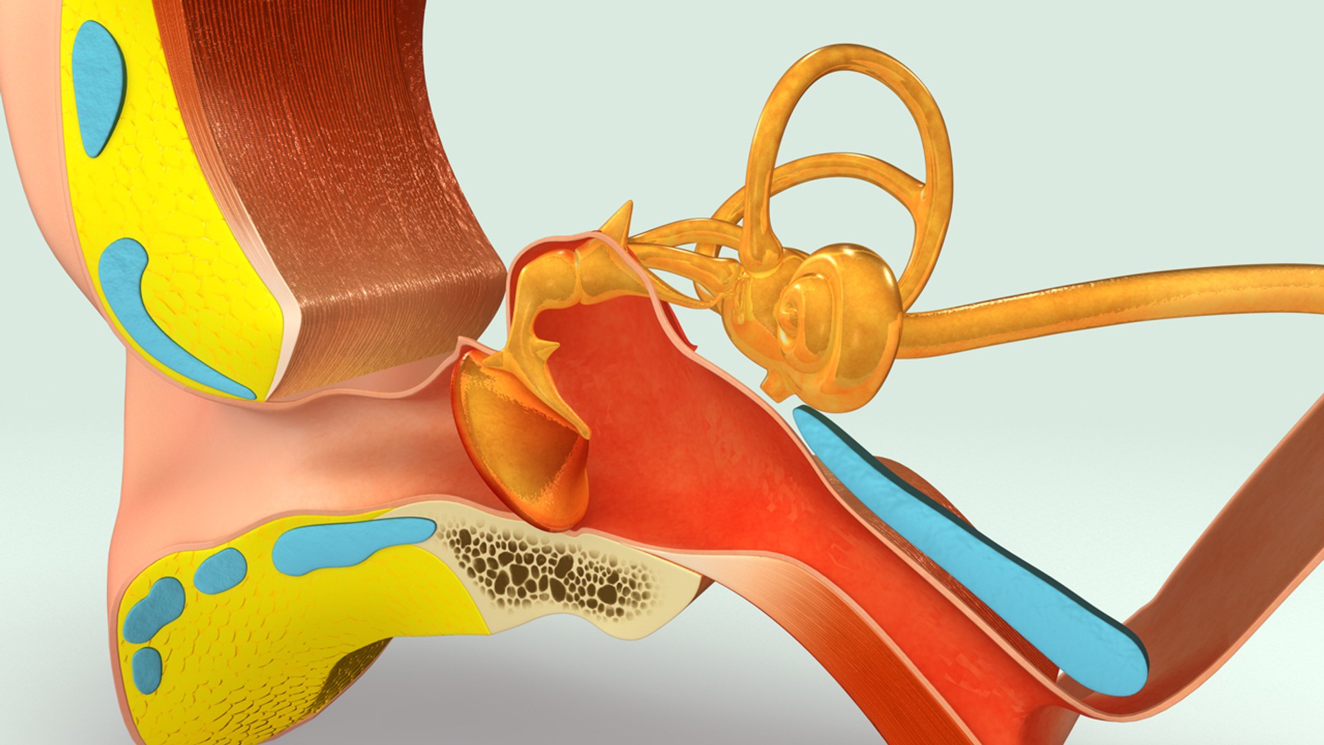 3d Ear Anatomy