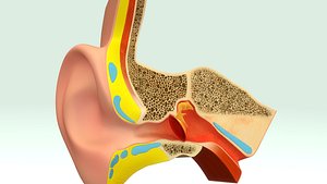 3d ear anatomy