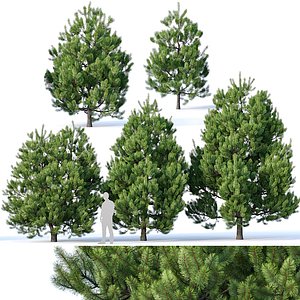 pines needles 3D model