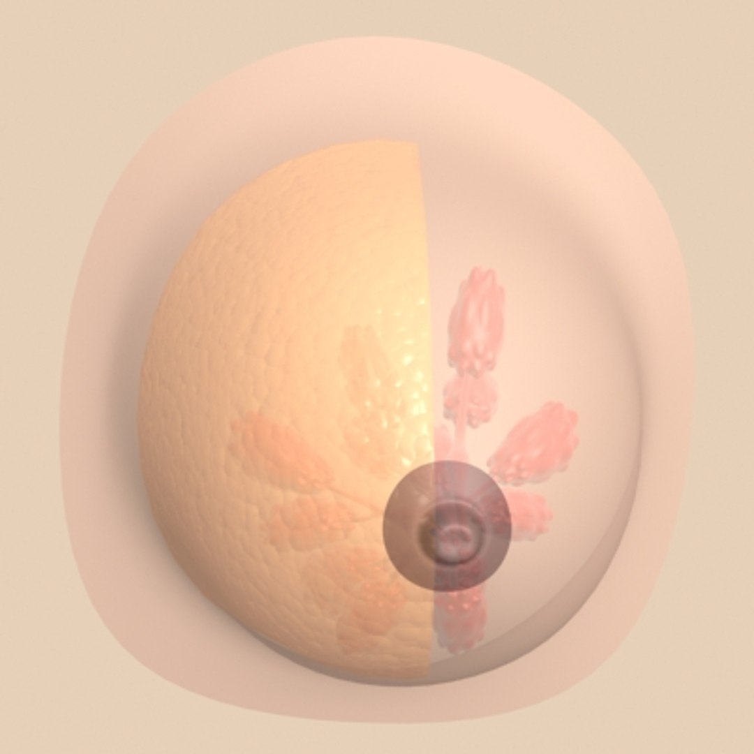 breast section anatomy 3d model https://p.turbosquid.com/ts-thumb/44/wXJonZ/Cc9GMyRW/breast1/jpg/1129000191/1920x1080/fit_q87/5efe899c5fc03ff65cfe7894eeaef3db52e95843/breast1.jpg
