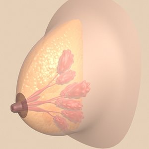 Breast