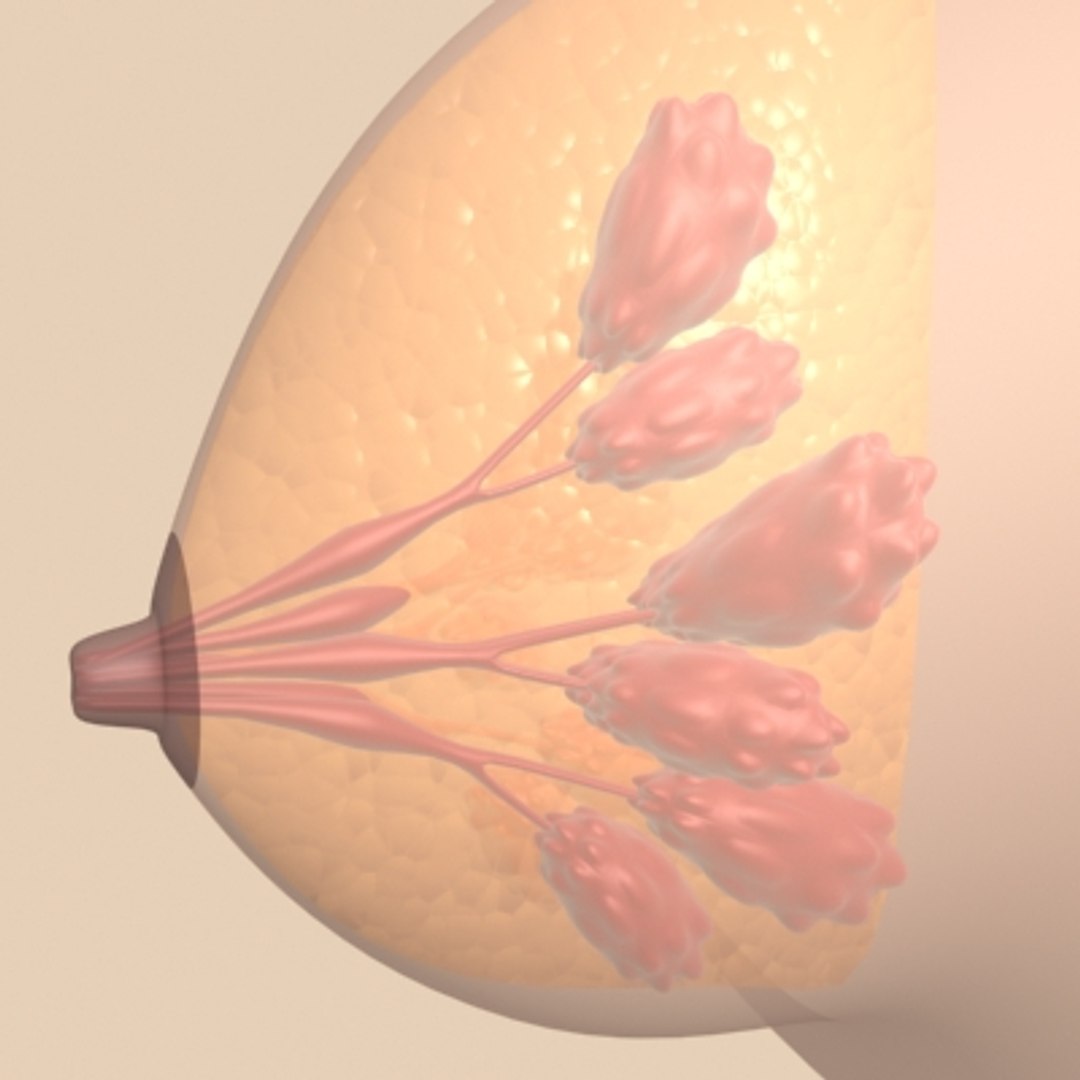 breast section anatomy 3d model https://p.turbosquid.com/ts-thumb/44/wXJonZ/z3C5Oj9R/breast/jpg/1129000178/1920x1080/fit_q87/a4ce3aae62c03488b1ca3679ba59892acbcd4222/breast.jpg