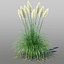 3D pampas grass cortaderia selloana