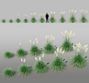 Pampas grass (Cortaderia selloana)