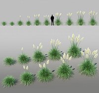 Pampas grass (Cortaderia selloana)