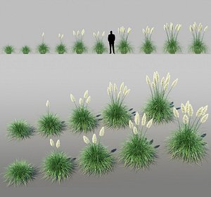 Pampas grass (Cortaderia selloana)
