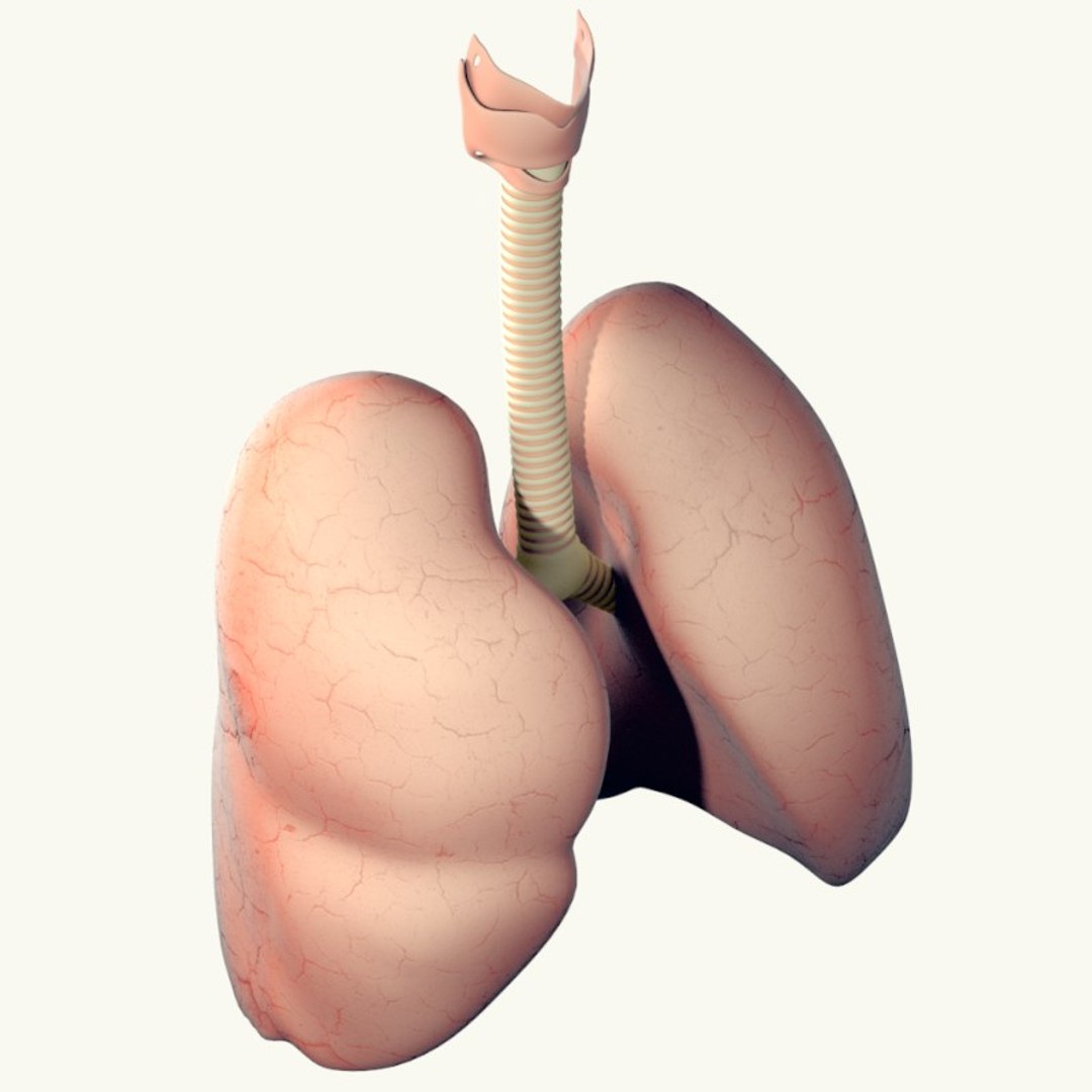 3d realistic lungs https://p.turbosquid.com/ts-thumb/45/6L9Fph/SbPIfLxy/renderd/jpg/1391988277/1920x1080/fit_q87/037ab3e1e897079aee6cb72bb5b7ae36fbfccdce/renderd.jpg