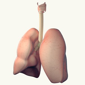 3d realistic lungs