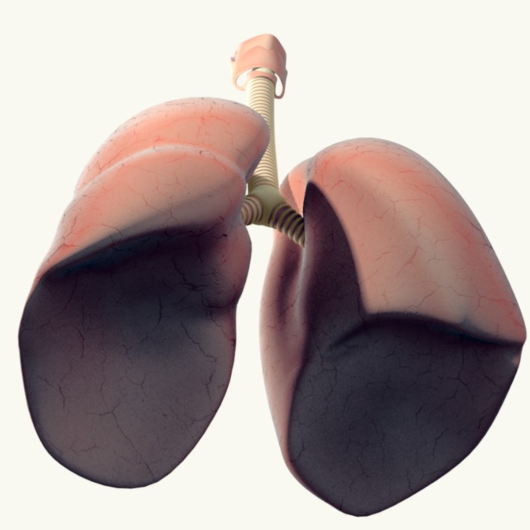 3d realistic lungs https://p.turbosquid.com/ts-thumb/45/6L9Fph/zNaFBXRY/rendere/jpg/1391988277/1920x1080/fit_q87/8e4bd4d72a743c2d7c89f24cbe831777bb2fe790/rendere.jpg