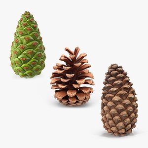 Frosted-pine-cones---01 3D model - TurboSquid 1362571