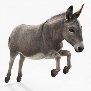 Jumping Farm Donkey Fur model