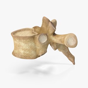 Vertebrae anatomy