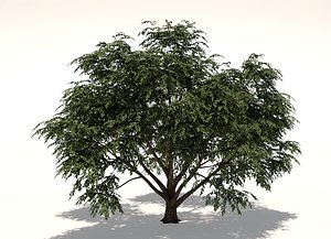Cornus Tree 3d Model