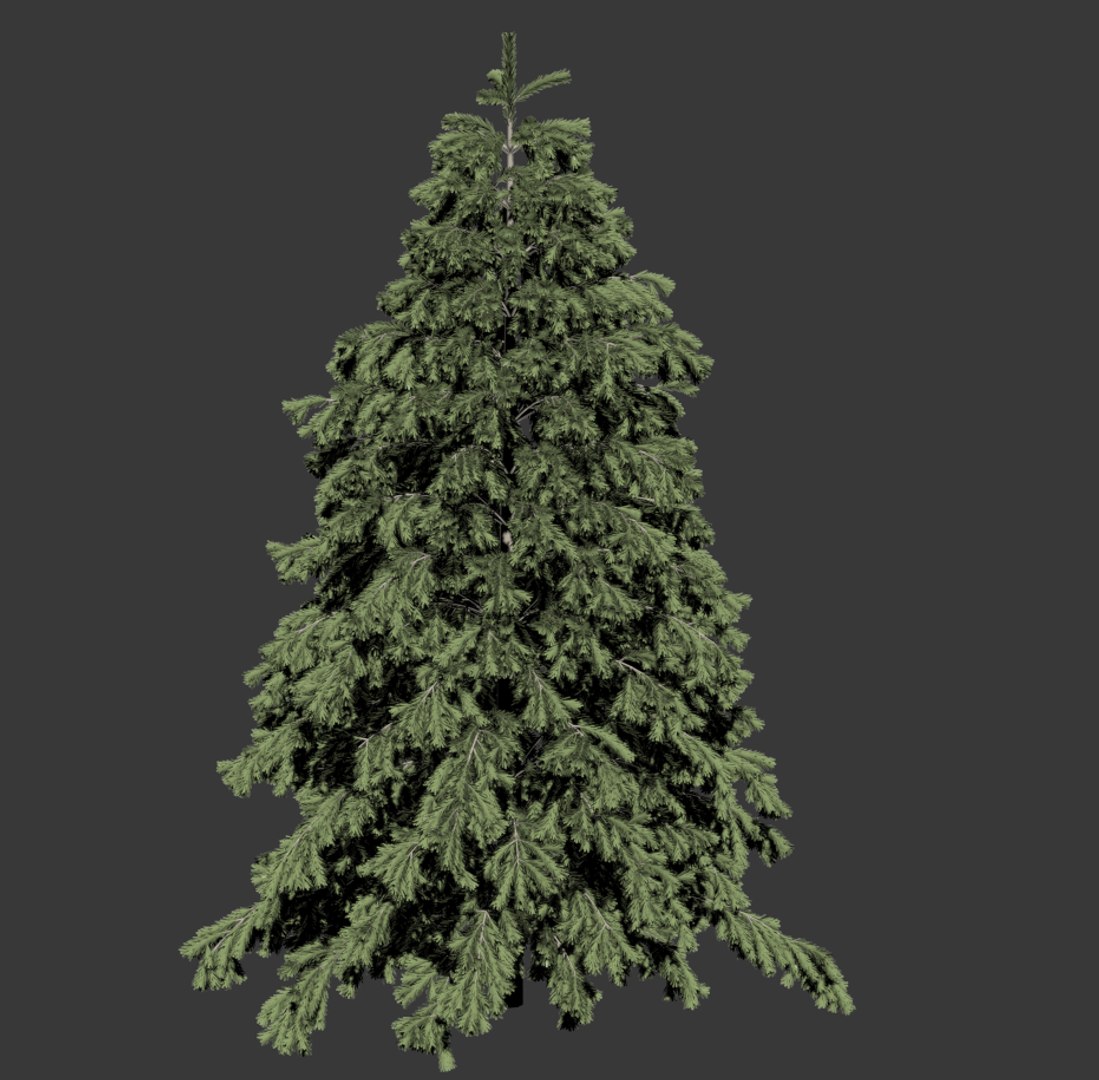 3D model young spruce tree seasons - TurboSquid 1642826