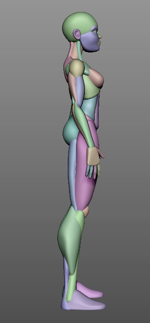 Female Anatomy Blockout 3D Model - TurboSquid 1693537
