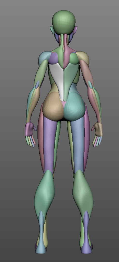 Female Anatomy Blockout 3D Model - TurboSquid 1693537