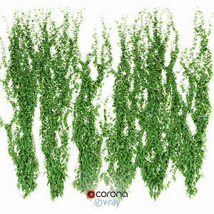 6 models of curly leaf wall