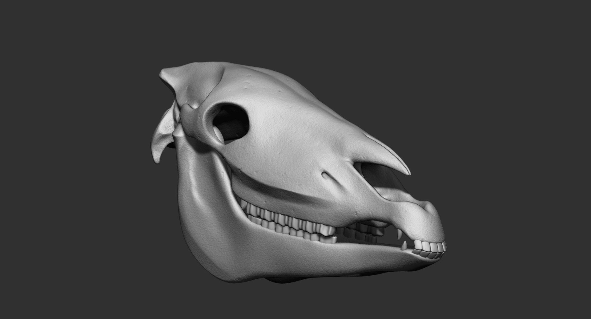 Horse Skull Anatomy Head 3D Model - TurboSquid 1628998