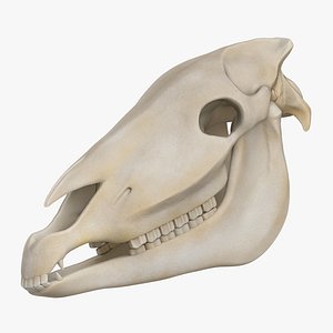 horse skull anatomy head 3D model