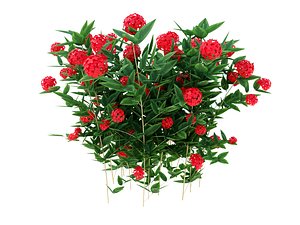 IXORA COCCINEA
