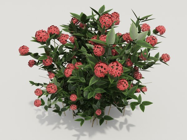 plant ixora coccinea 3d model