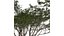 Acacia - 05 -