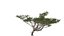 Acacia - 05 -