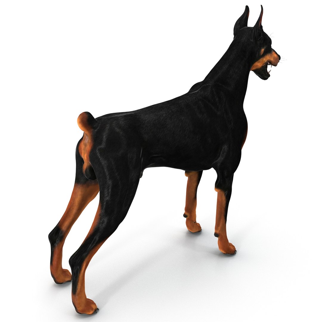 Doberman studio 3d на русском