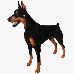 Dog Doberman