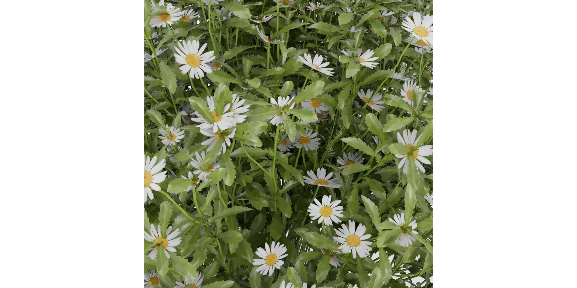 3D Collection plant vol 377 - blender model https://p.turbosquid.com/ts-thumb/46/hYDJdr/Be/5/jpg/1689085931/1920x1080/fit_q87/34692eed24cd75c3c6b9a1bc50e839c315b39a18/5.jpg