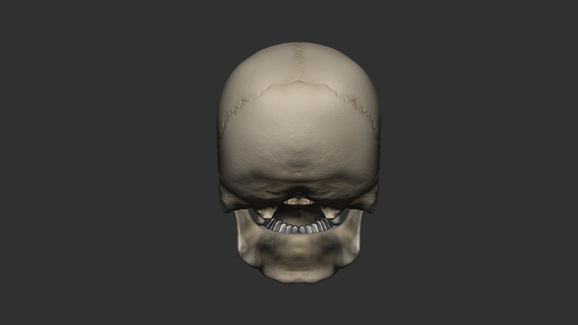 Free Human Skull Model - TurboSquid 2231020