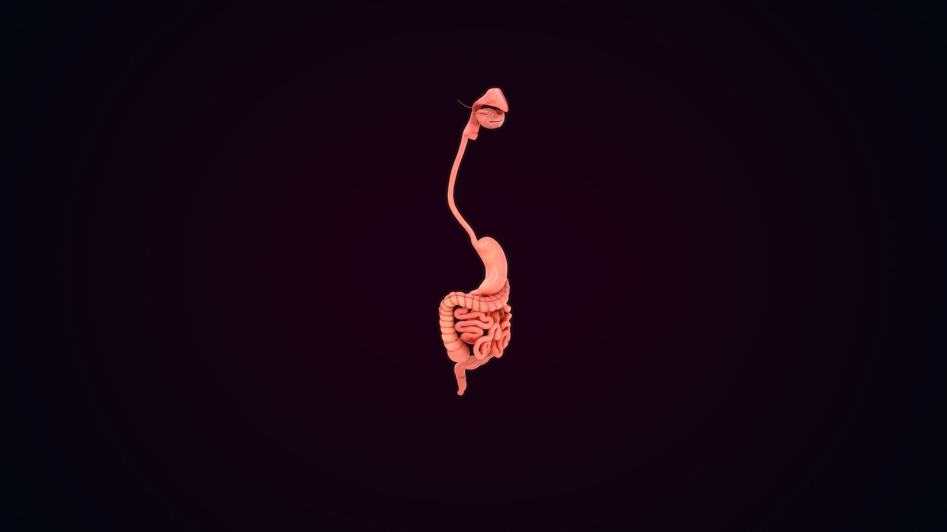 Human Natural Body With Stomach And Small And Large Intestine 3D ...