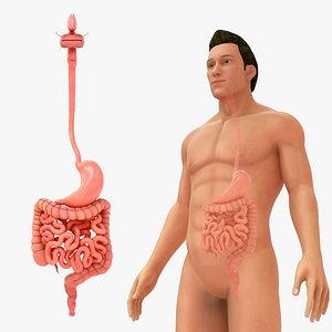 Human Natural Body With Stomach And Small and Large Intestine 3D