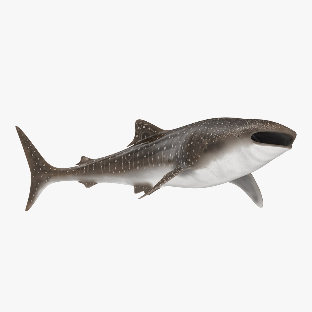 Whale Shark Rigged 3D model preview