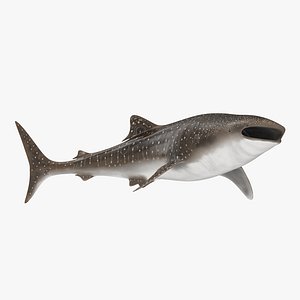 Whale Shark Rigged