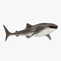 Whale Shark Rigged