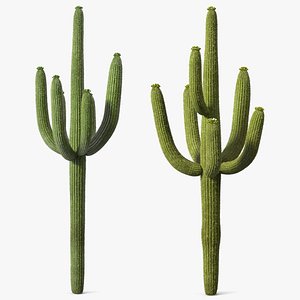 Mexican Cactuses Fur Collection 3D model