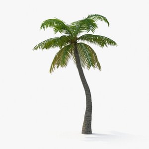 3d model of palm tree 01
