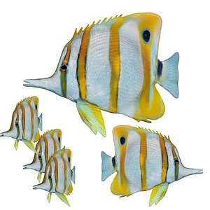 3D Fully rigged low poly butterfly fish