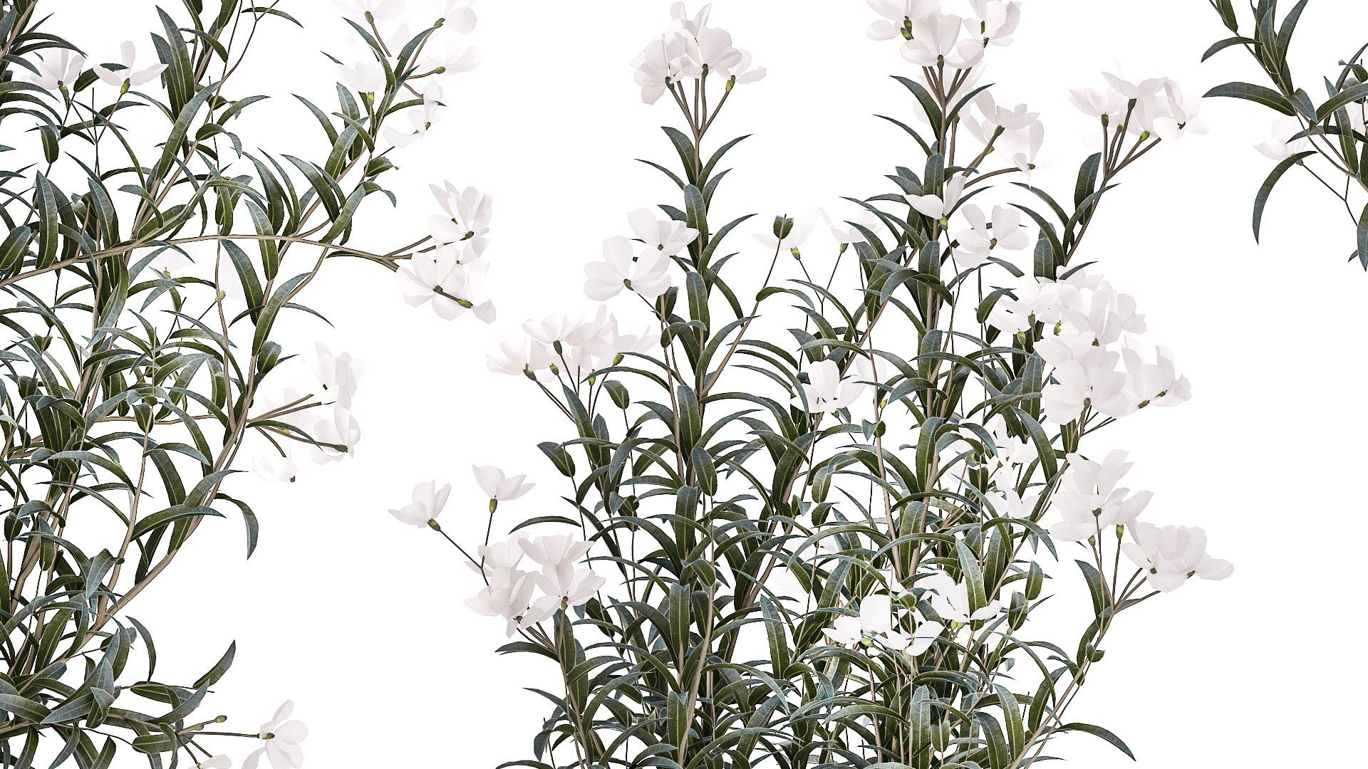 Nerium Oleander - Wit ca. 160 cm - Tropic Trees