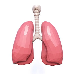 3D lungs model