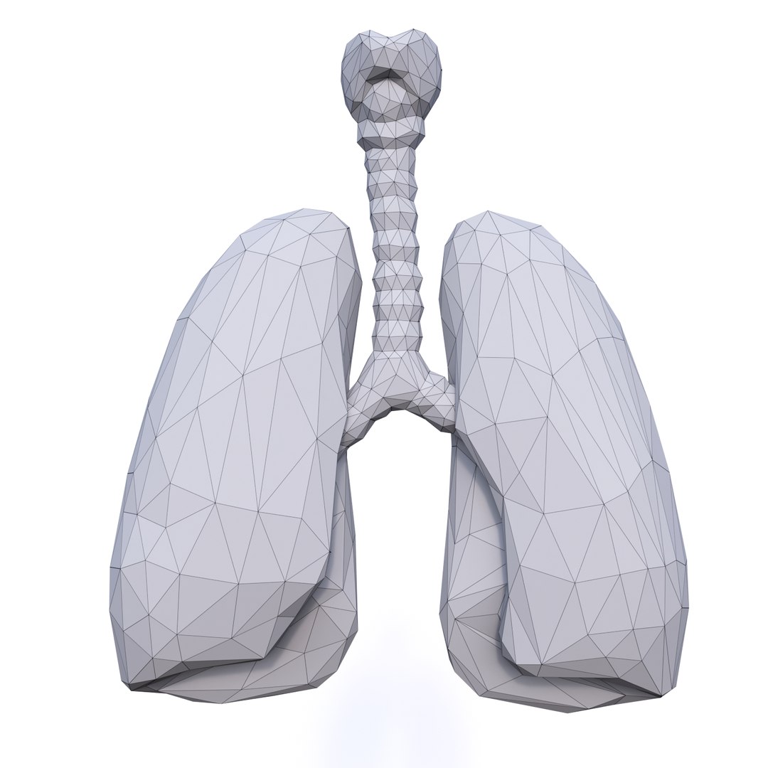 3d Lungs Model - Turbosquid 1258619