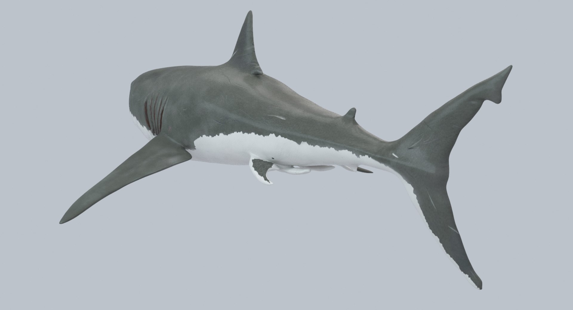 Modeled Rigged Shark Model - TurboSquid 1302224