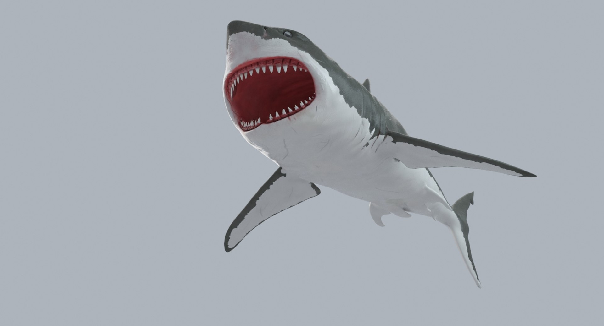 Modeled Rigged Shark Model - TurboSquid 1302224