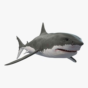modeled rigged shark model