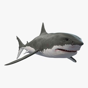 White Shark Rigged