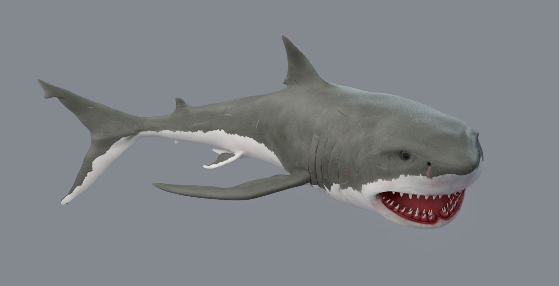 Modeled Rigged Shark Model - TurboSquid 1302224