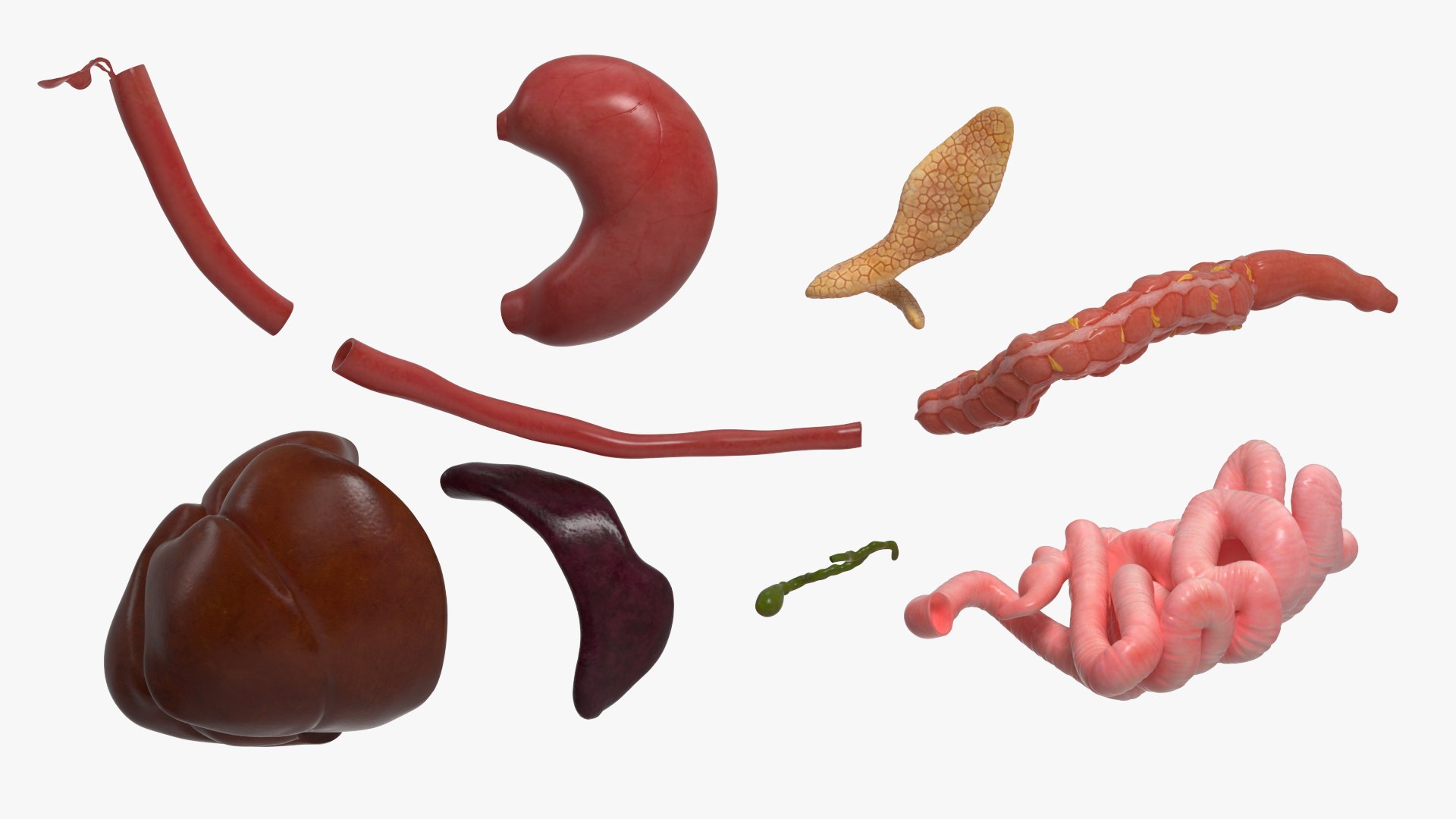 Canine Anatomy Collection 2 3D https://p.turbosquid.com/ts-thumb/47/OboMhg/Jf/canine_anatomy_collection_2_012/jpg/1777290276/1920x1080/fit_q87/fecc8d1e793e32459cb5c298bf7606e5b1a5e5c3/canine_anatomy_collection_2_012.jpg