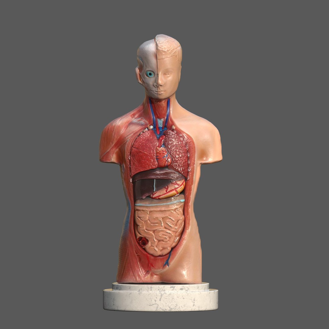 Human Torso Anatomical Scanned Model Model - TurboSquid 2255450