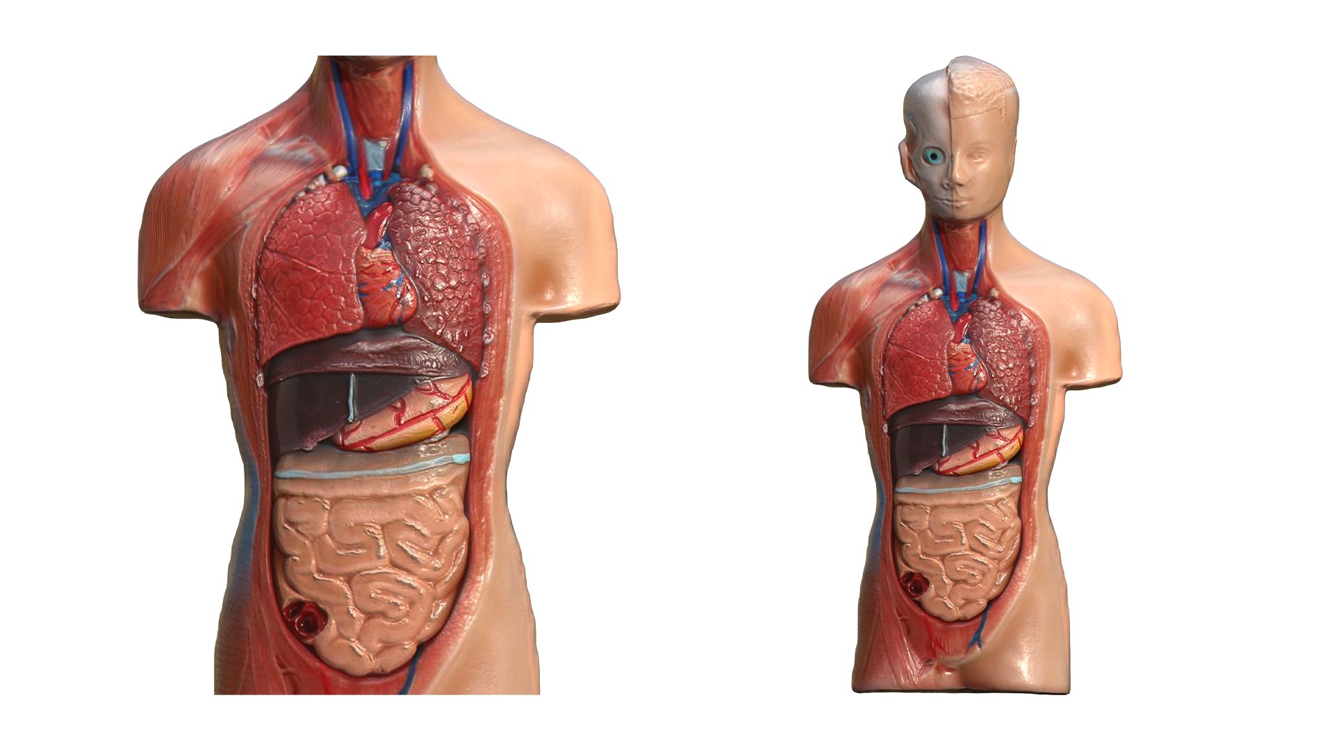 Human Torso Anatomical Scanned Model Model - TurboSquid 2255450